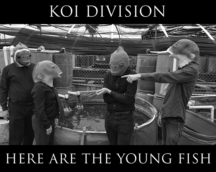 Koi Division 001